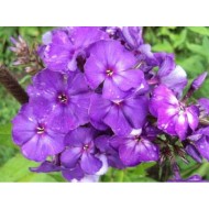 Флокс Phlox Старый Маг
